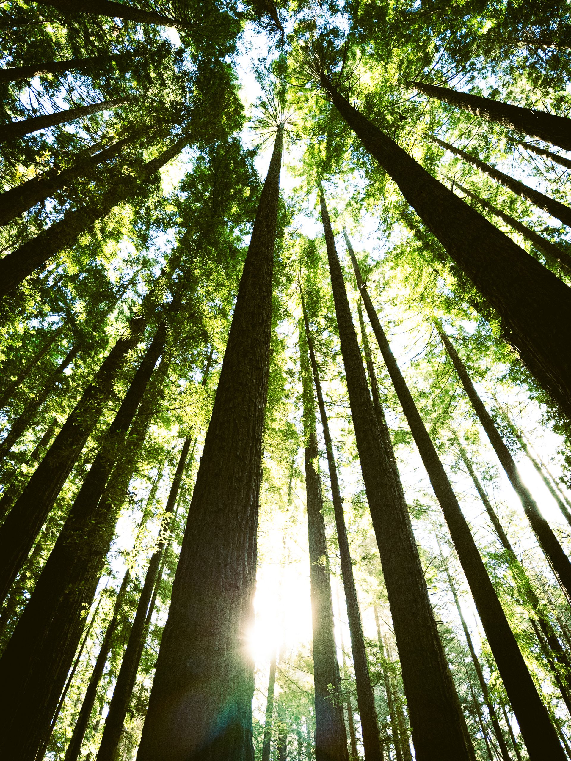 Tall old-growth redwood trees with sunbeams through the canopy